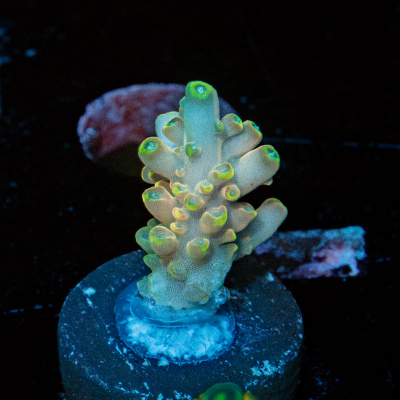 Bali Shortcake Acropora