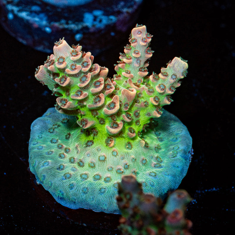 Robot Santa Claus Acropora