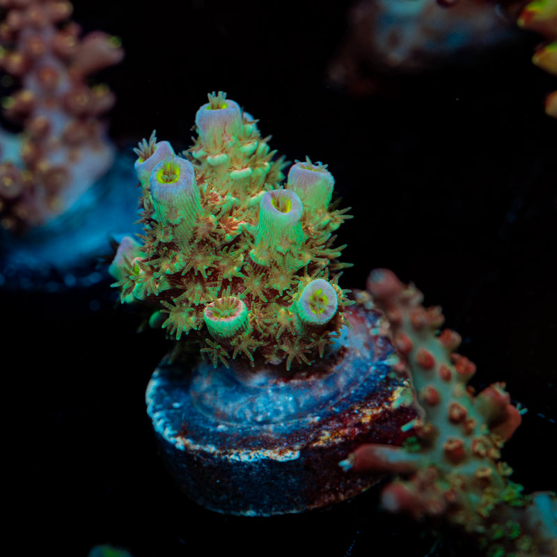 Oscar The Grouch Acropora Coral with branching growth in reef aquarium