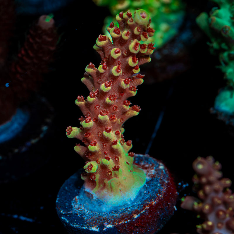 Rocket Man Acropora Coral with branching growth in reef aquarium