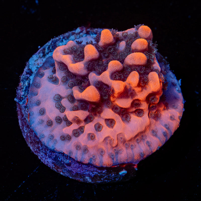 Cherry Tree Montipora