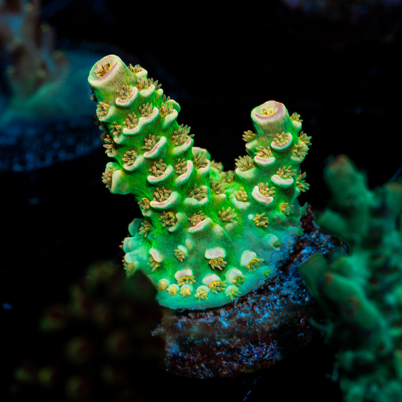WD Acropora Coral with branching growth in reef aquarium