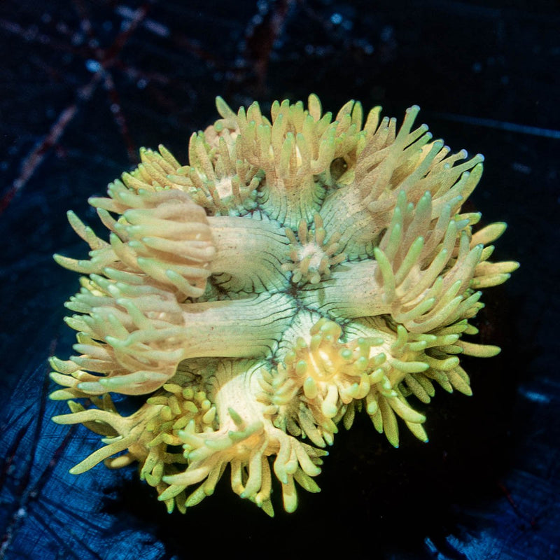 Encore Goniopora