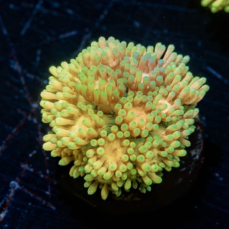 Encore Goniopora