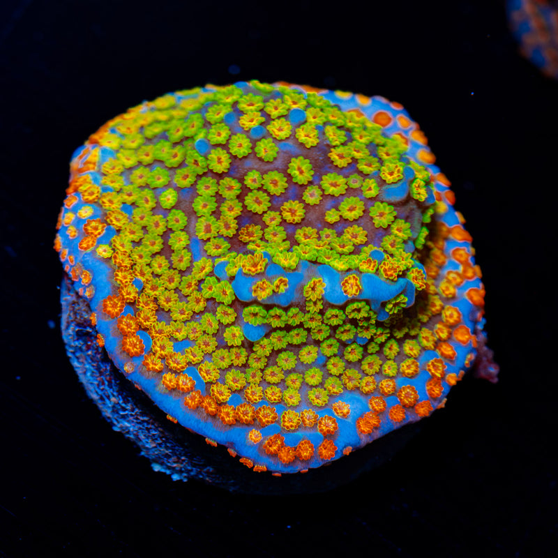 Rainbow Montipora Coral with branching growth in reef aquarium