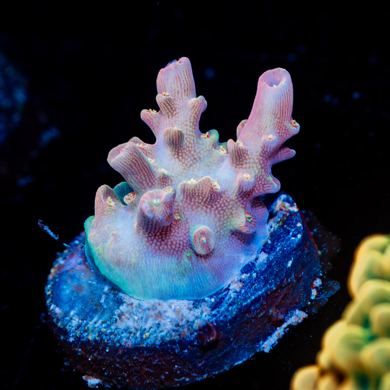 Purple Haze Acropora Coral with branching growth in reef aquarium