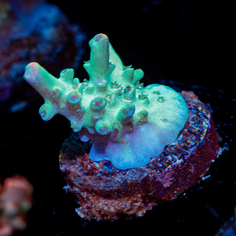 Yoda Acropora Coral with branching growth in reef aquarium