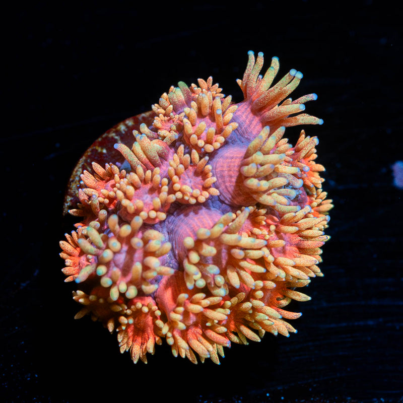 Ironman Goniopora