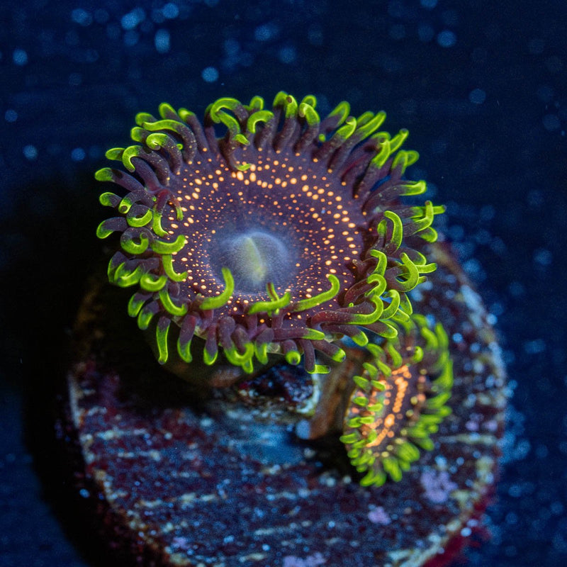 Psychosis Zoanthid