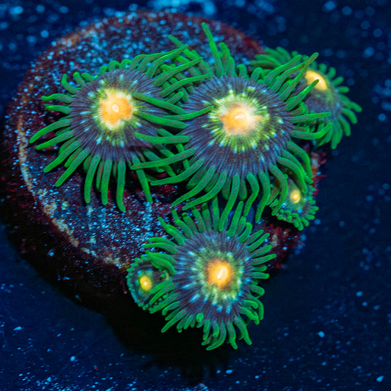 Daisy Cutters Zoanthid
