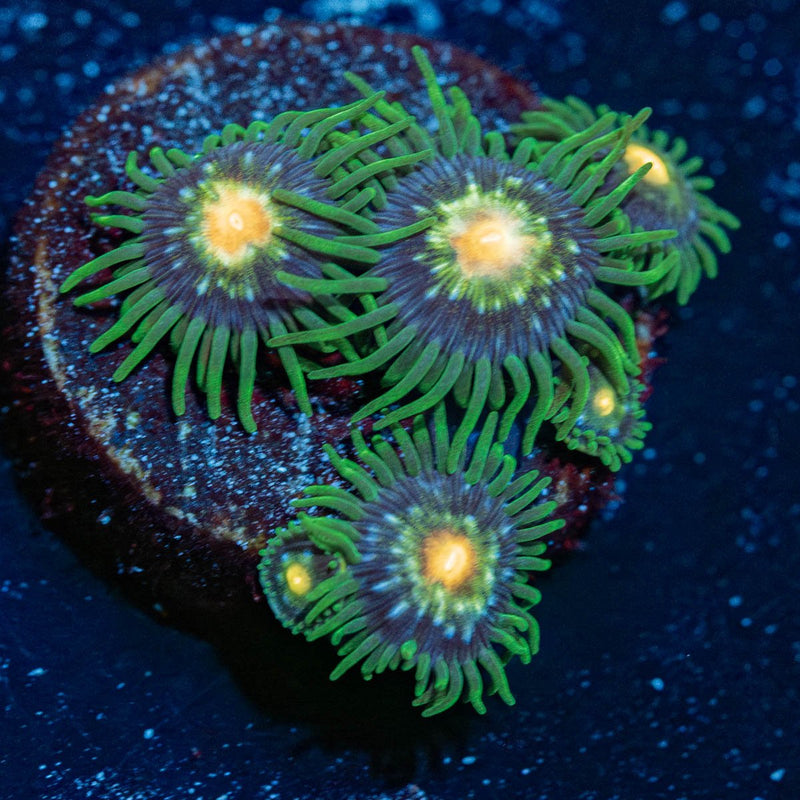 Daisy Cutters Zoanthid
