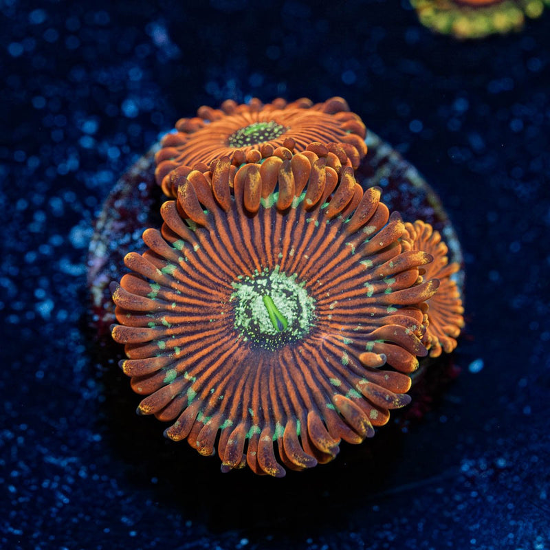 Dark Magician Zoanthid