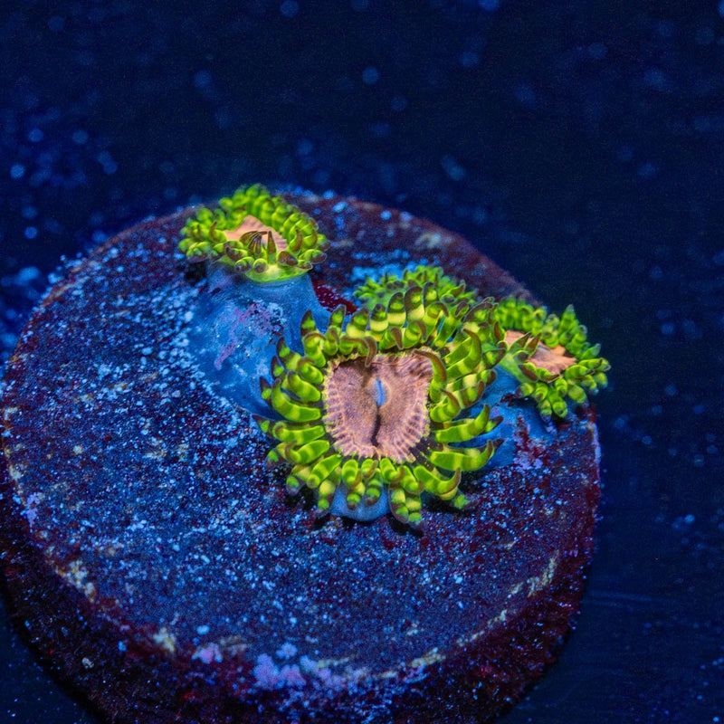 Purple Monsters Zoanthid