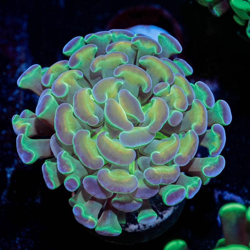 Hypnotoad Hammer Euphyllia