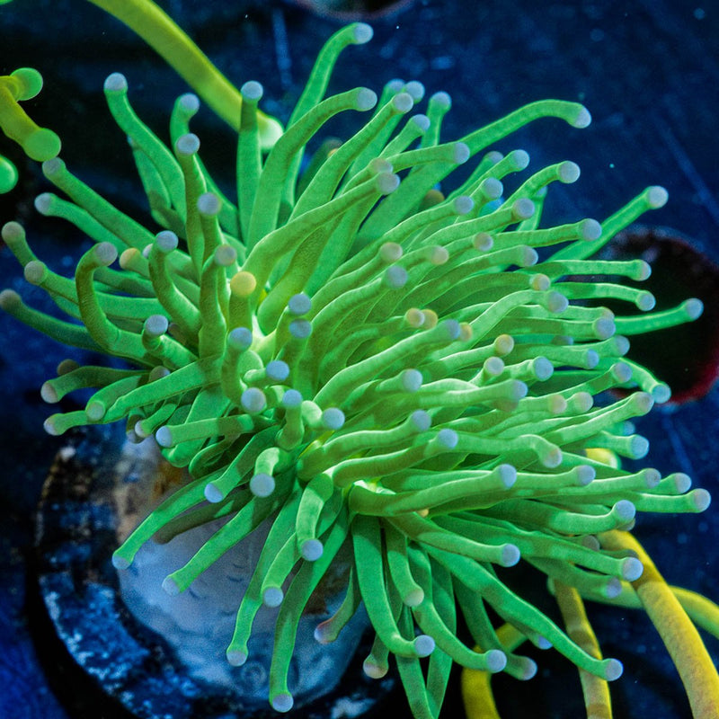 Cotton Candy Torch Euphyllia