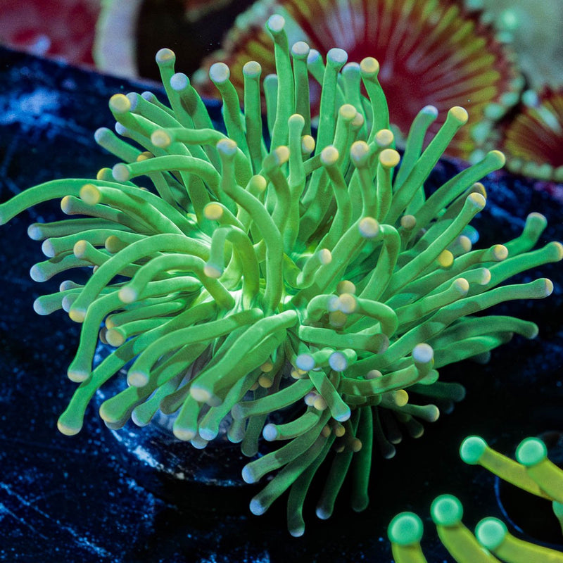 Cotton Candy Torch Euphyllia