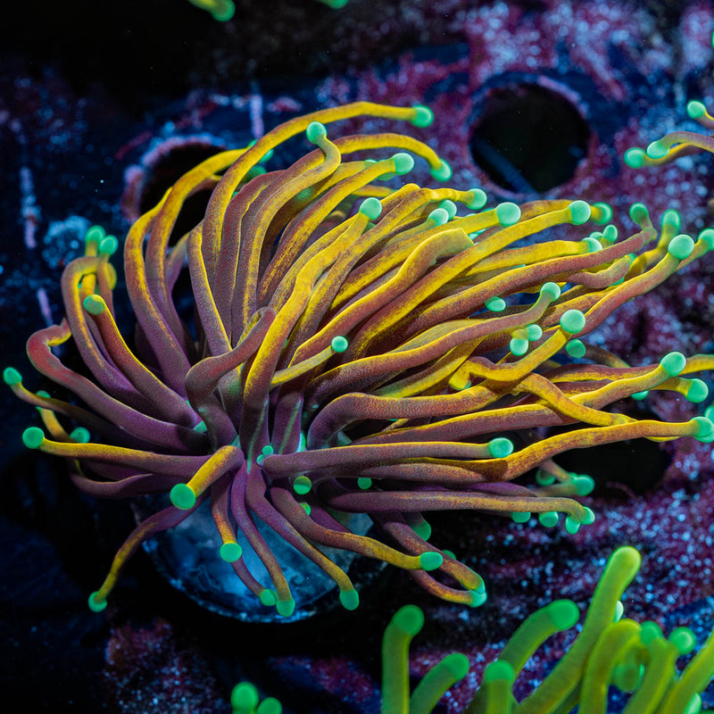 Blowtorch Torch Euphyllia