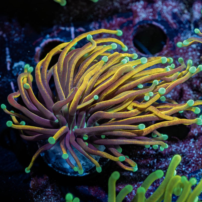 Blowtorch Torch Euphyllia