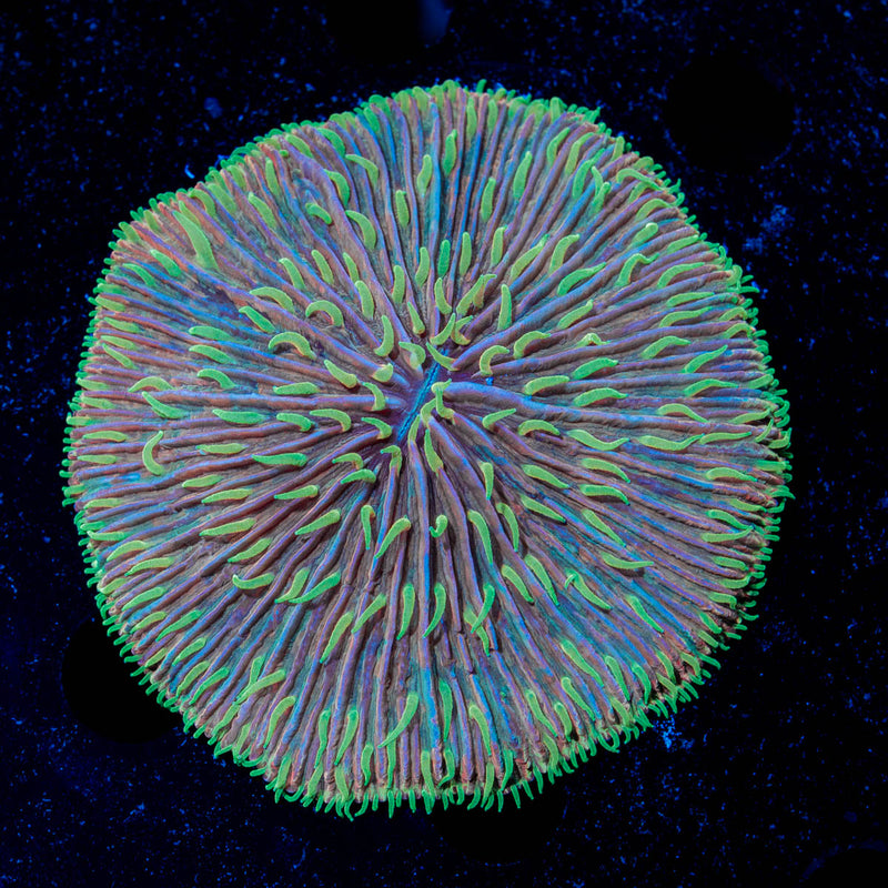 Purple Splatter Fungia Plate Coral with fleshy open polyp in reef aquarium