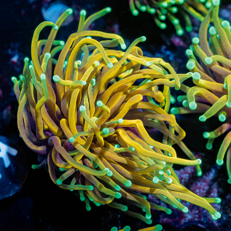 HellFire Torch Euphyllia