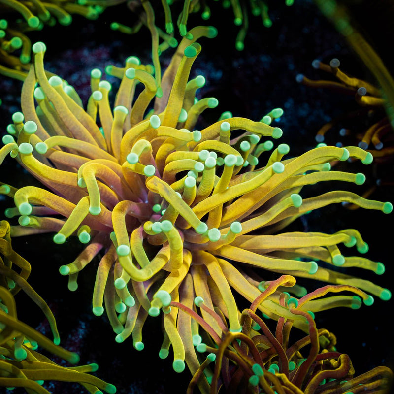 HellFire Torch Euphyllia
