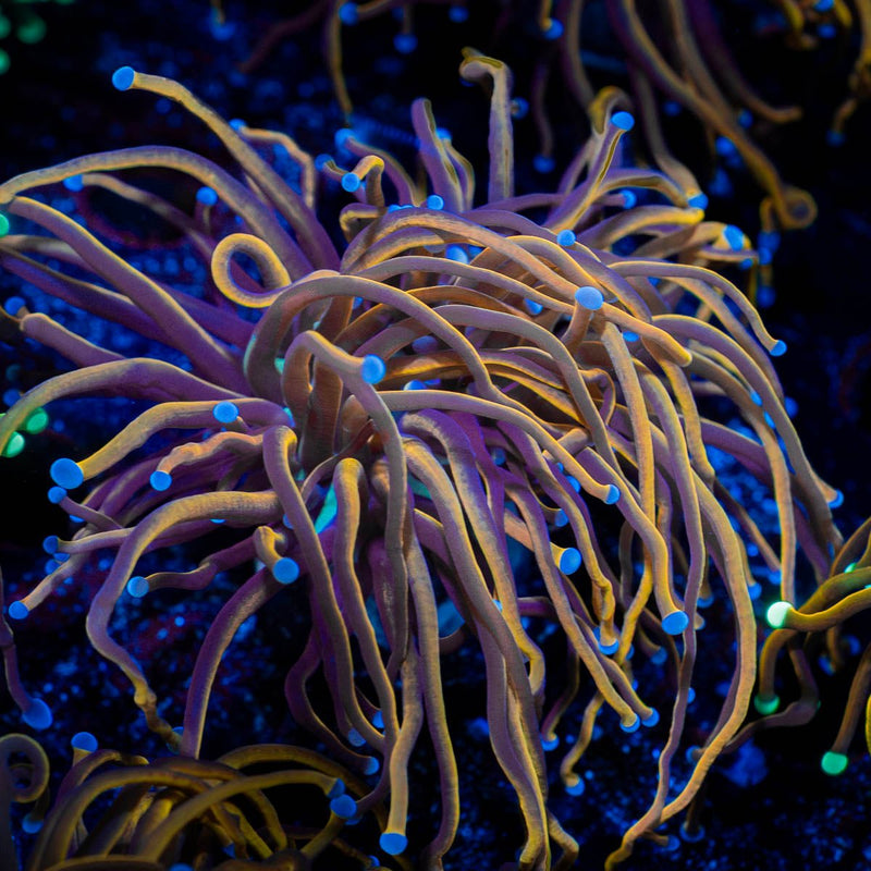 Gold Torch Euphyllia