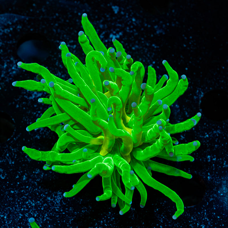 Todds Torch Euphyllia Coral with flowing tentacles in reef aquarium