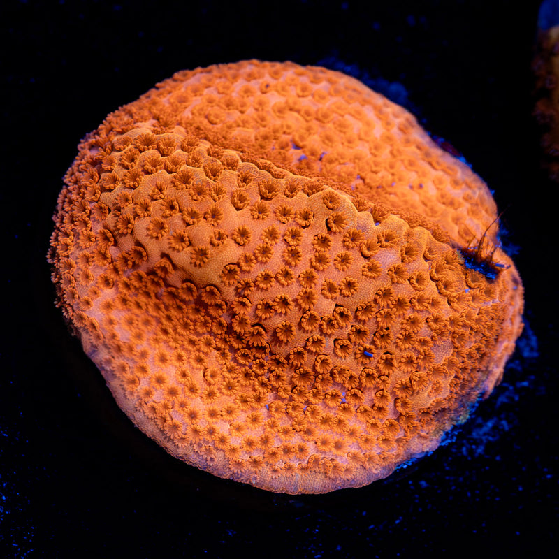 Mega Chrome Montipora Coral with branching growth in reef aquarium