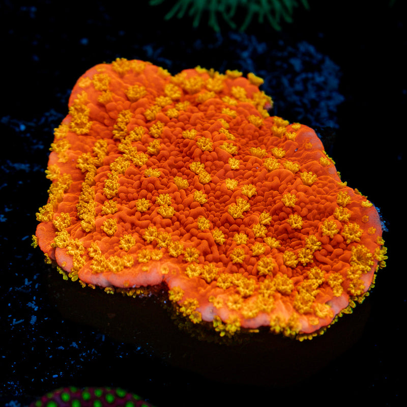 StarBurst Montipora Coral with branching growth in reef aquarium