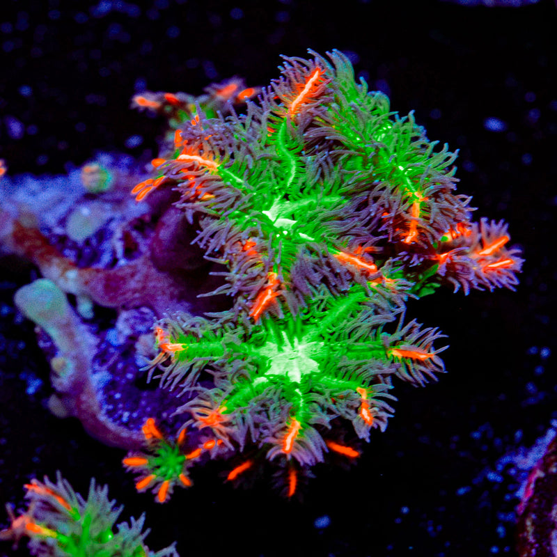 ARC Firework Clove Polyp Coral with colony growth in reef aquarium