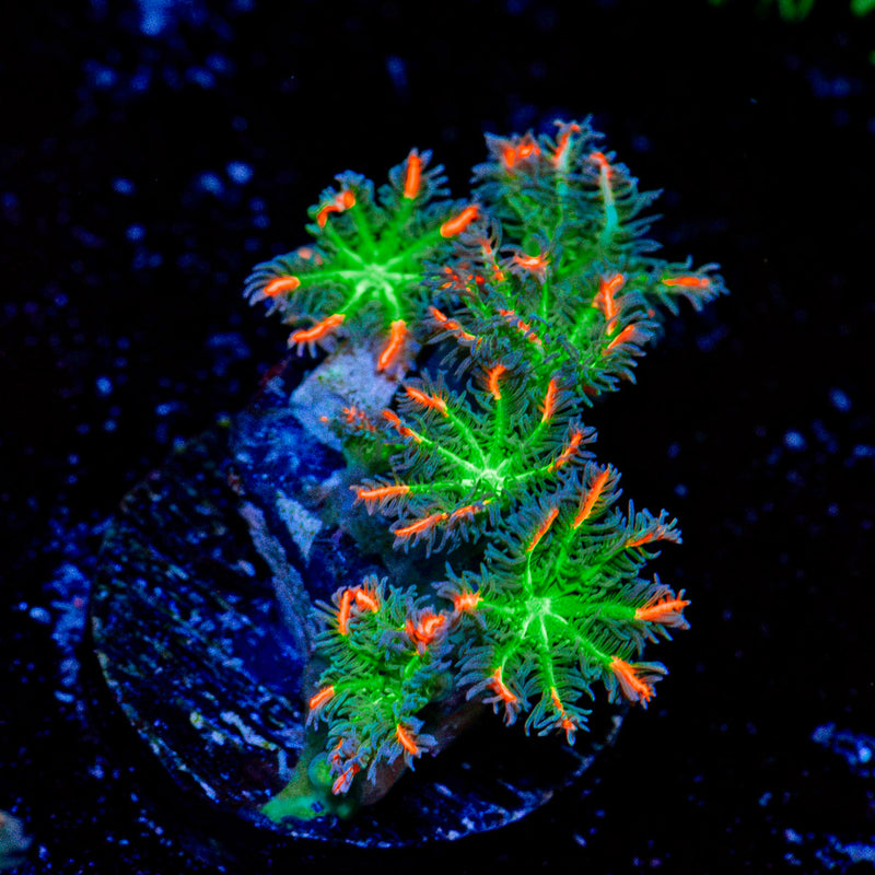 ARC Firework Clove Polyp Coral colony growth in reef aquarium