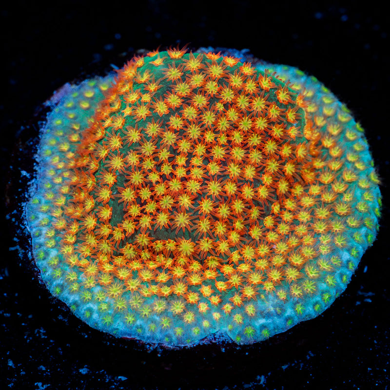 Close Encounter Stylocoeniella Coral with encrusting growth in reef aquarium