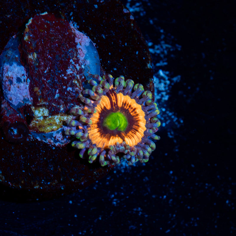 Gobstoppers Zoanthid Coral colony growth in reef aquarium