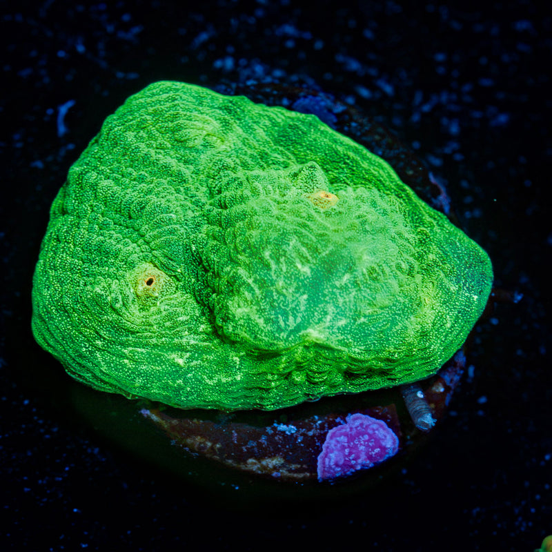 Space Invader Chalice Coral with encrusting growth in reef aquarium