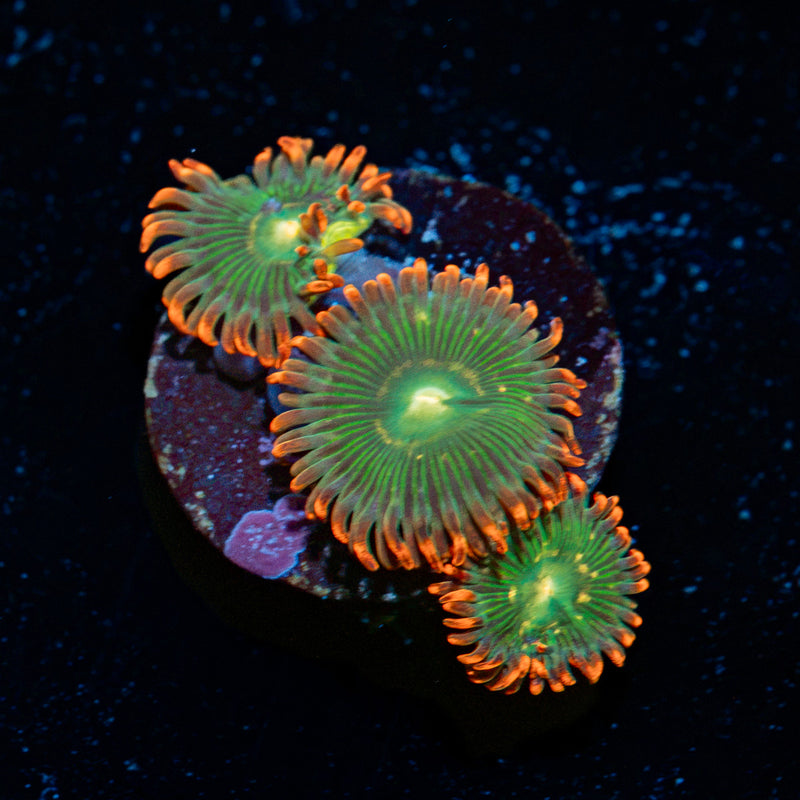Blueberry Yum Yum Zoanthid Coral colony growth in reef aquarium