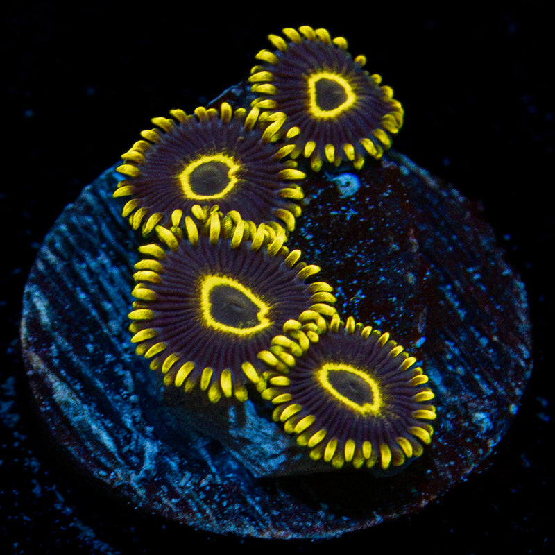 Blue Jays zoanthid coral colony growth in reef aquarium