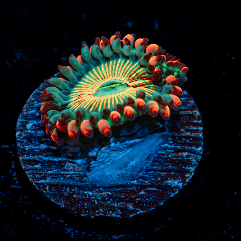 White Zombie Zoanthid Coral colony growth in reef aquarium