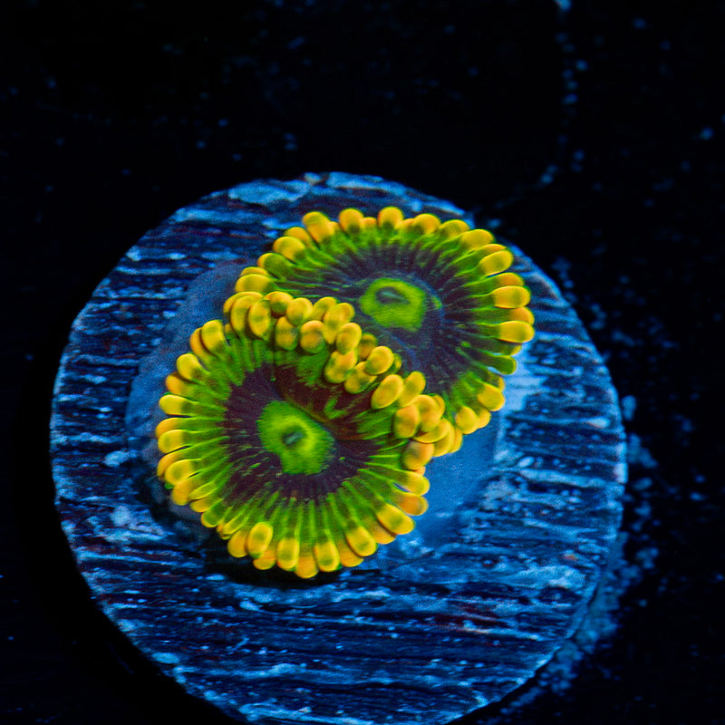 Rainbow Yoda Zoanthid Coral colony growth in reef aquarium