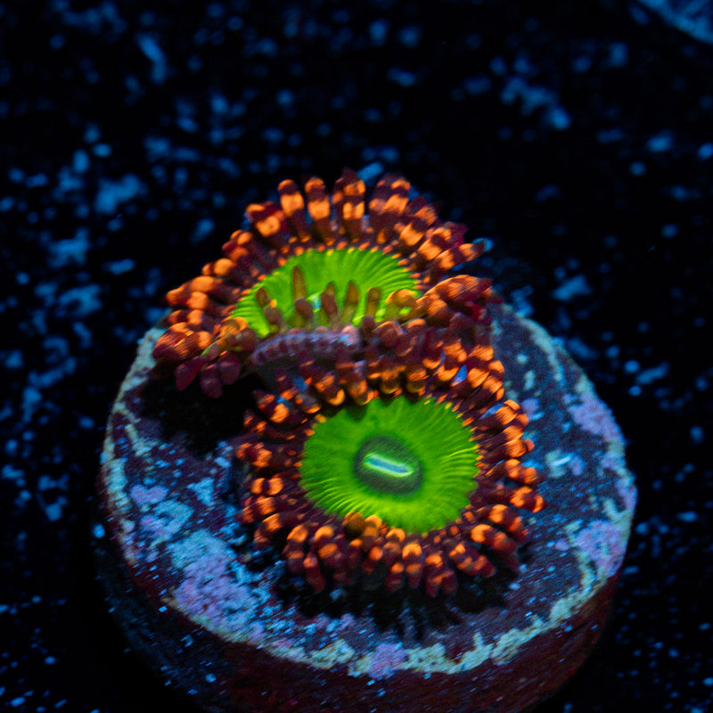 Candy Apple Red Zoanthid Coral colony growth in reef aquarium