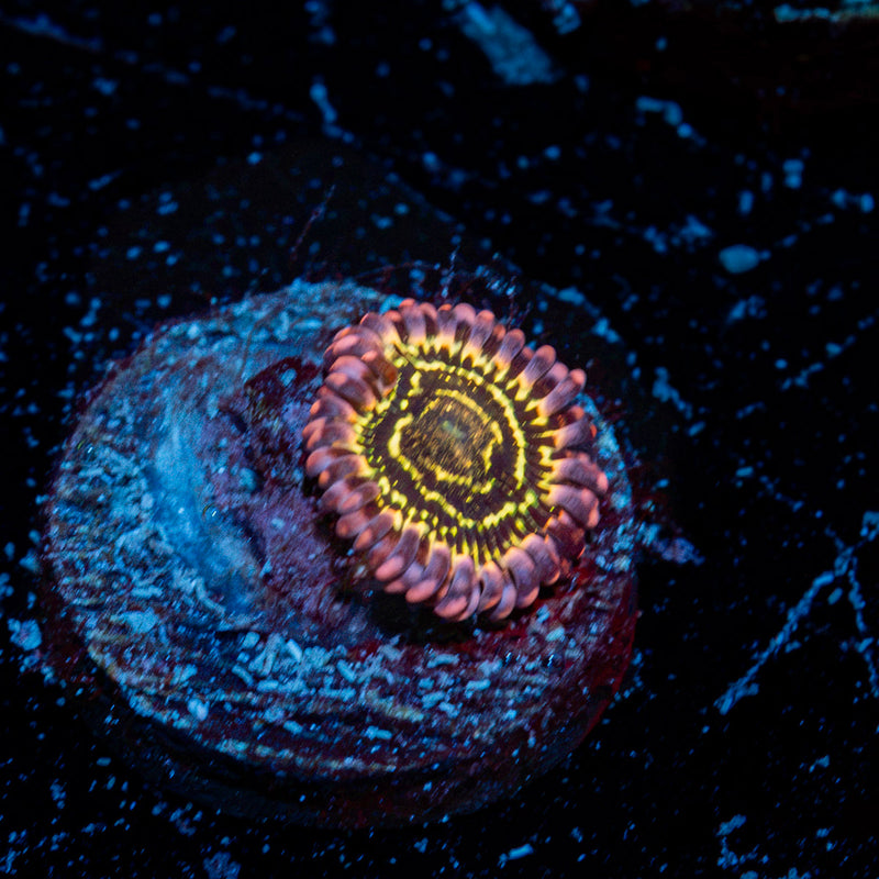 Stratosphere Zoanthid Coral colony growth in reef aquarium
