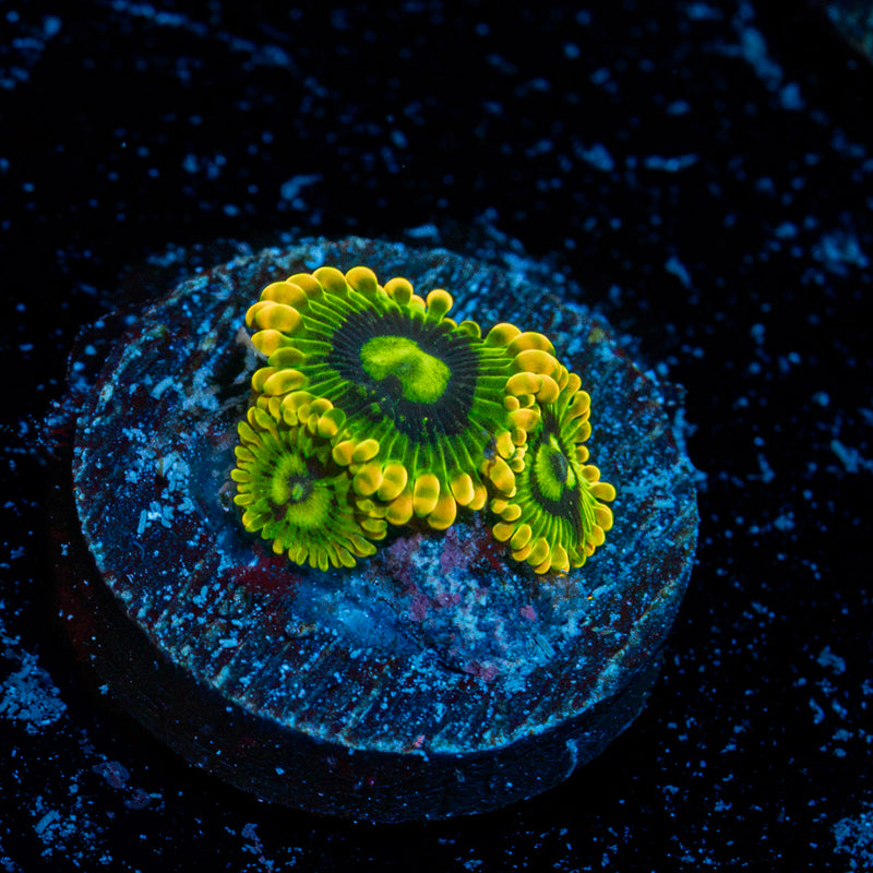 Rainbow Yoda Zoanthid Coral colony growth in reef aquarium
