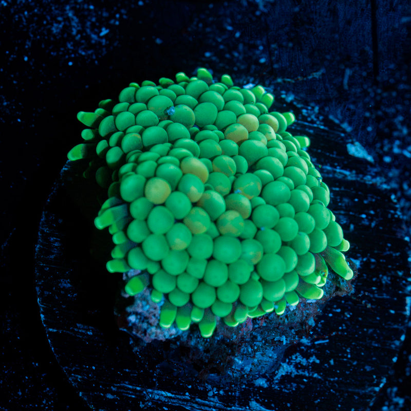 Green Ricordea Mushroom with mushroom disc in reef aquarium