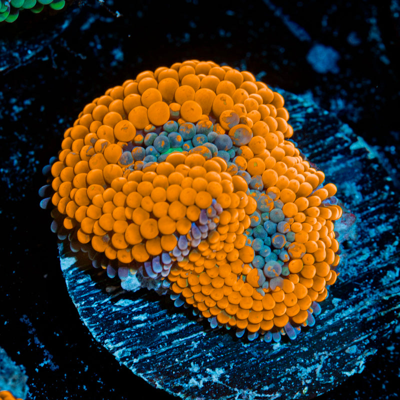 Orange Ricordea Mushroom Coral with mushroom disc in reef aquarium