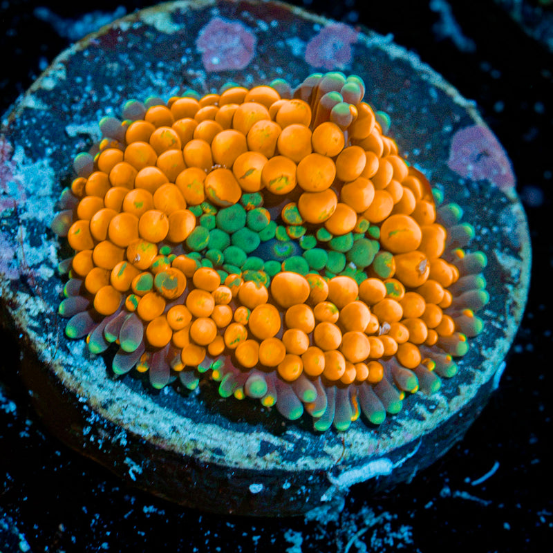 Orange Ricordea Mushroom Coral with mushroom disc in reef aquarium