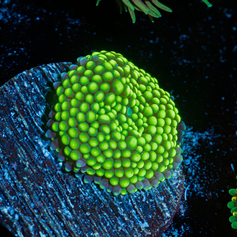 Green Ricordea Mushroom coral with mushroom disc in reef aquarium