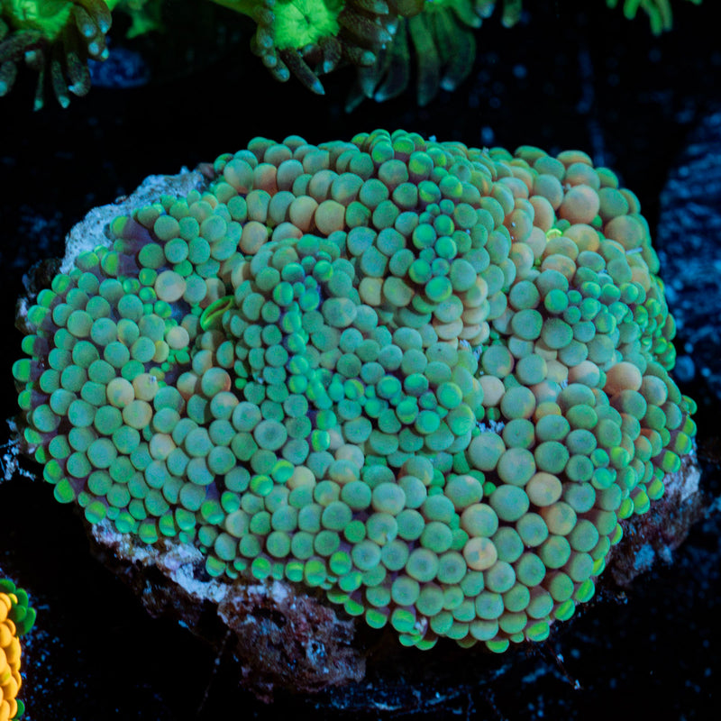 Green Ricordea Mushroom coral with mushroom disc in reef aquarium