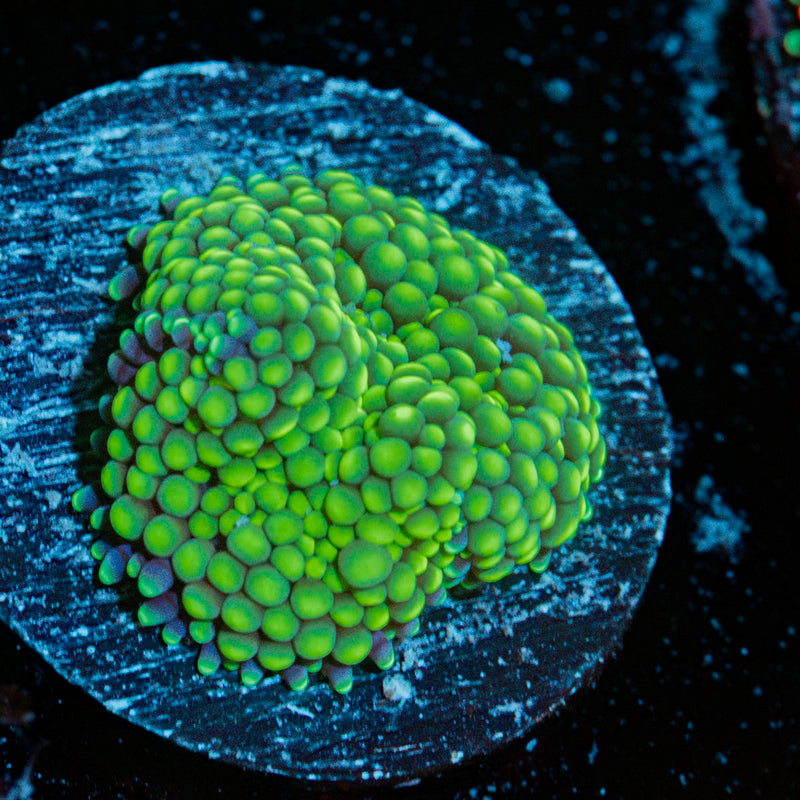 Green Ricordea Mushroom coral with mushroom disc in reef aquarium