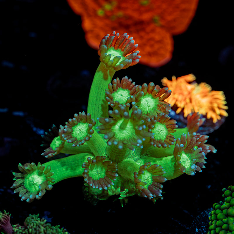 Bubble Toes Goniopora Coral with flower-like polyps in reef aquarium