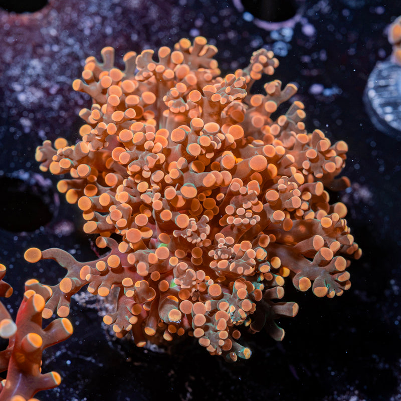 Peach Frogspawn Coral with branching fleshy heads in reef aquarium