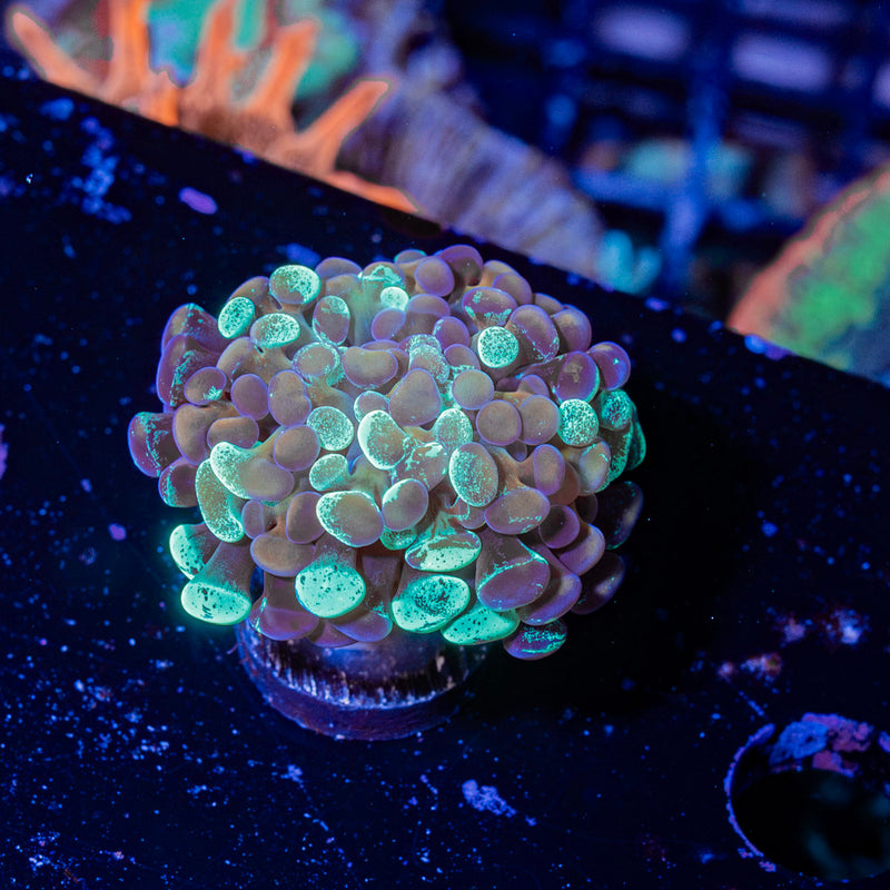 Splatter Hammer Coral with branching fleshy heads in reef aquarium